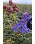 Ceanothus Concha контраст між квітами та бутонами